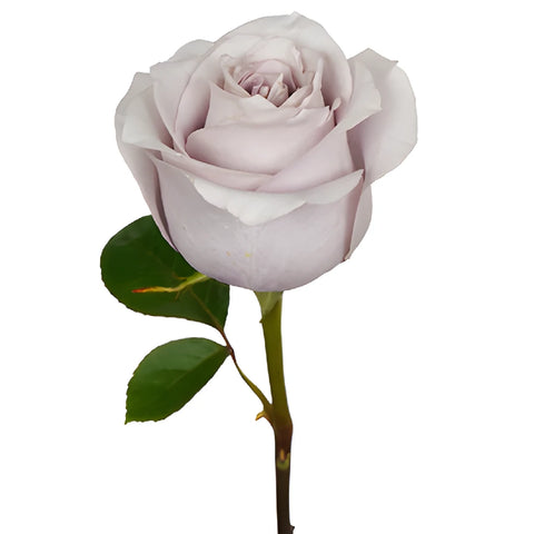 Whispers of Lavender Rose