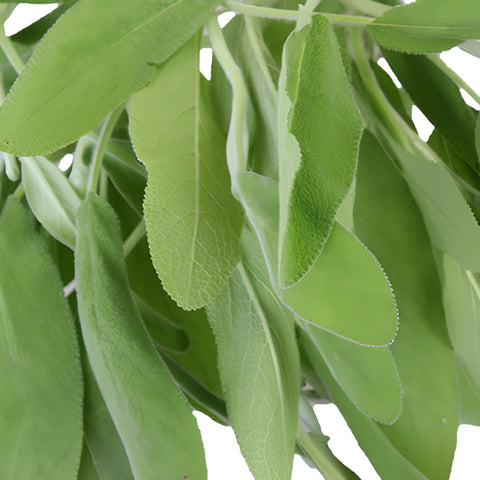 Fresh Cut Sage Herb for Flower Arranging
