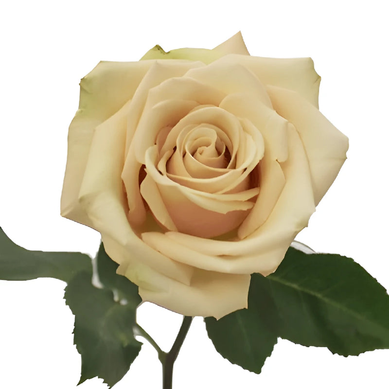 Sahara Cream Rose Stem - Image