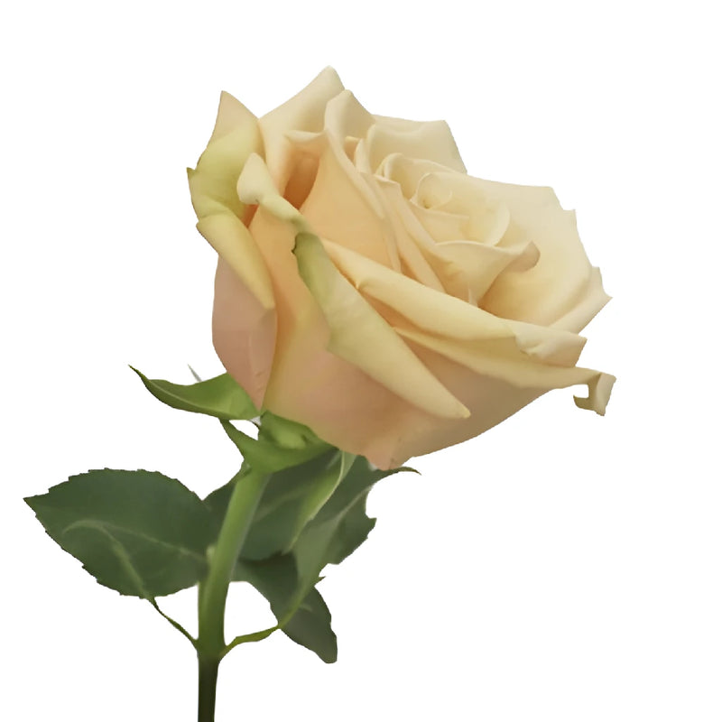 Sahara Cream Rose Vase - Image