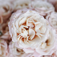 Sahara Spray Rose Close Up - Image