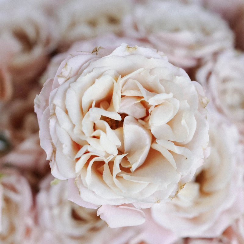 Sahara Spray Rose Close Up - Image