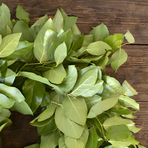 Fresh Salal Greenery Wreaths