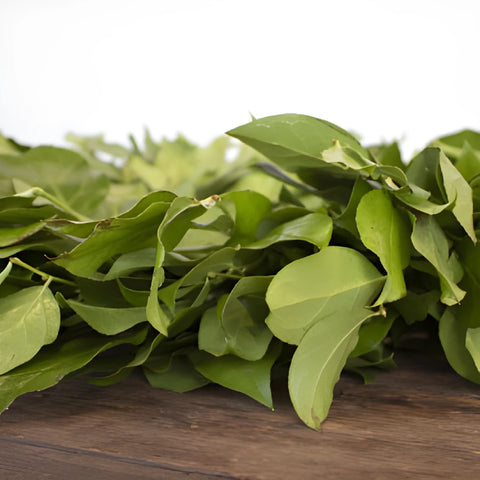 Fresh Salal Greenery Wreaths