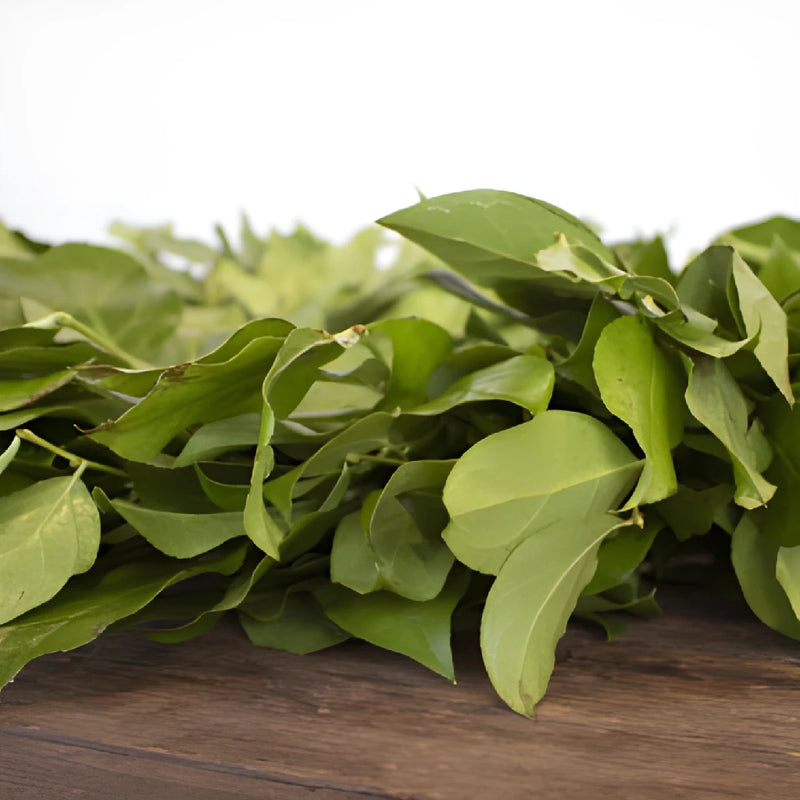Fresh Salal Greenery Wreaths