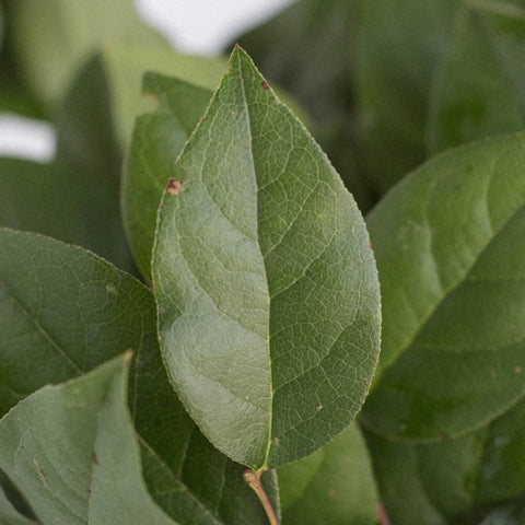 Salal Lemon Leaf Greenery Close Up - Image