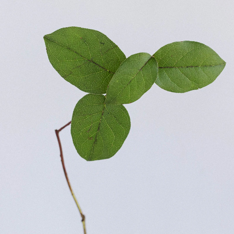 Salal Lemon Leaf Greenery Stem - Image