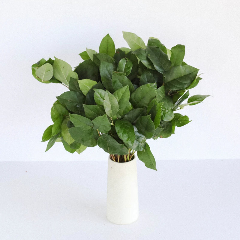 Salal Lemon Leaf Greenery Vase - Image