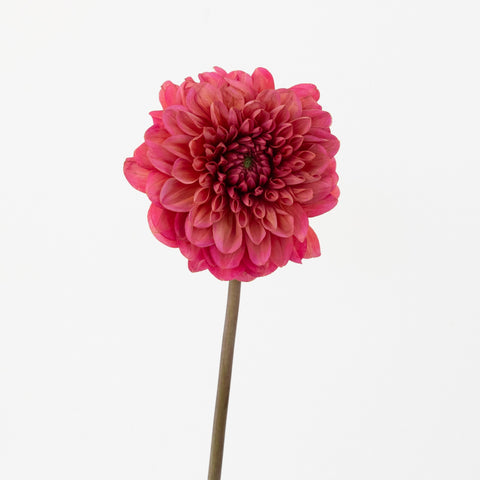 Salmon Dahlia Flower Stem - Image