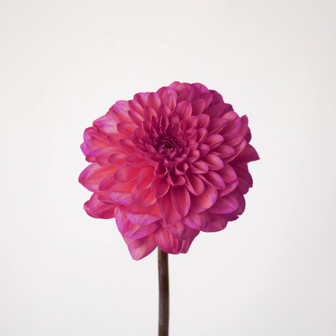 Salmon Dahlia Flower - Image