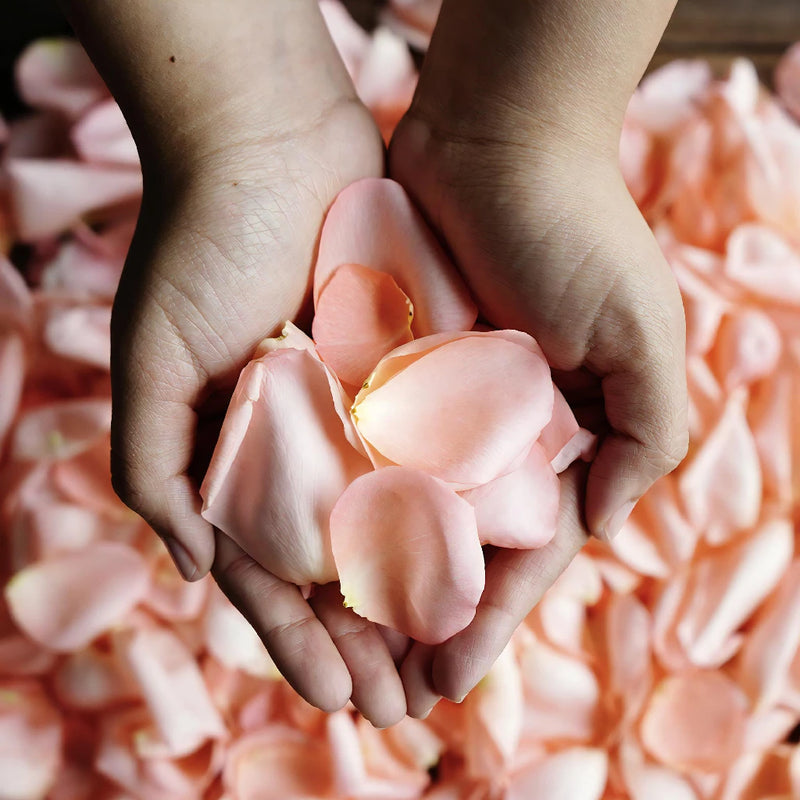 Salmon Rose Petals Wholesale