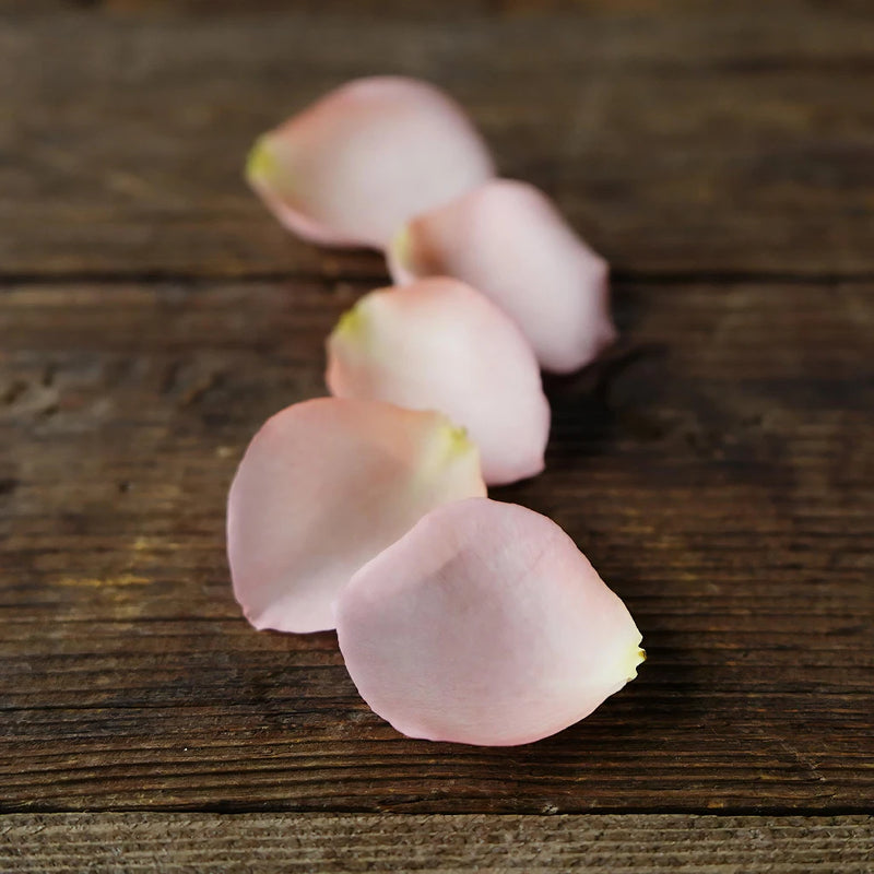 Salmon Roses Petals for a wedding