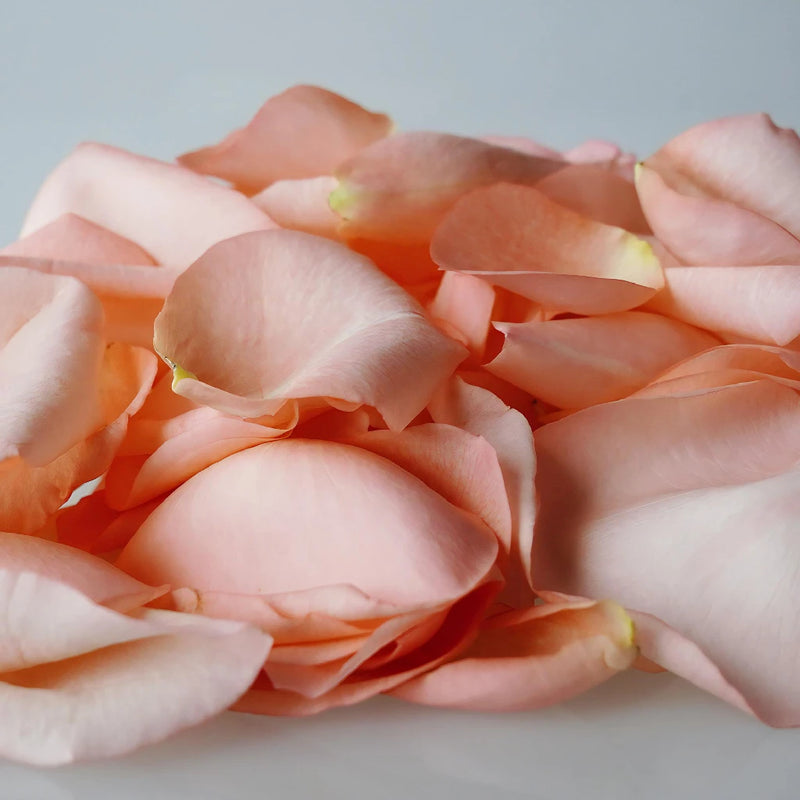 Salmon Real Roses Petals