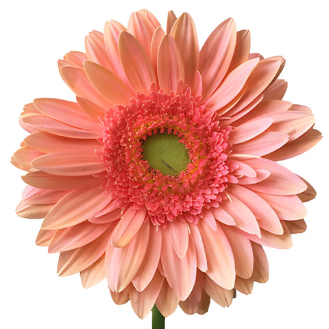 Salmon Essence Gerbera Daisy Flower