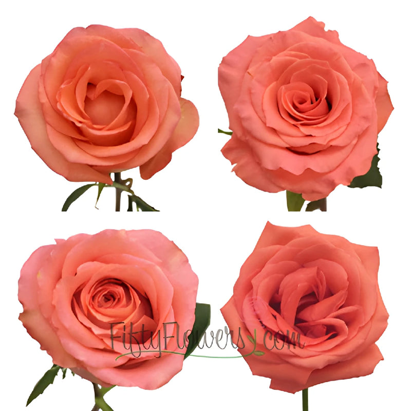 Salmon Rose 4 comparison chart