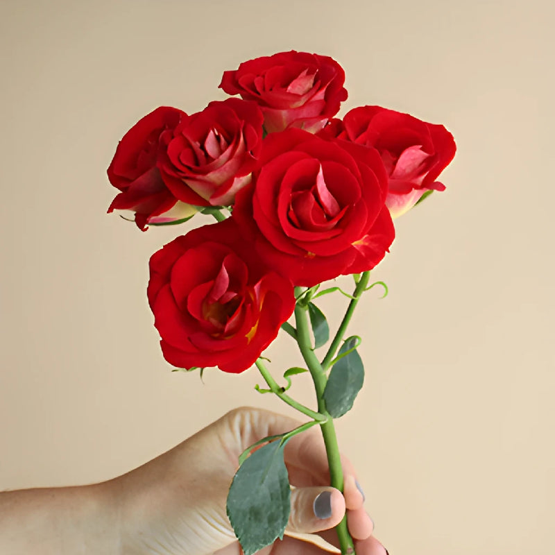 Salsa Red Orange Rose Stem