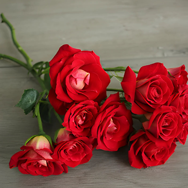 Salsa Red Orange Spray Rose Bunch