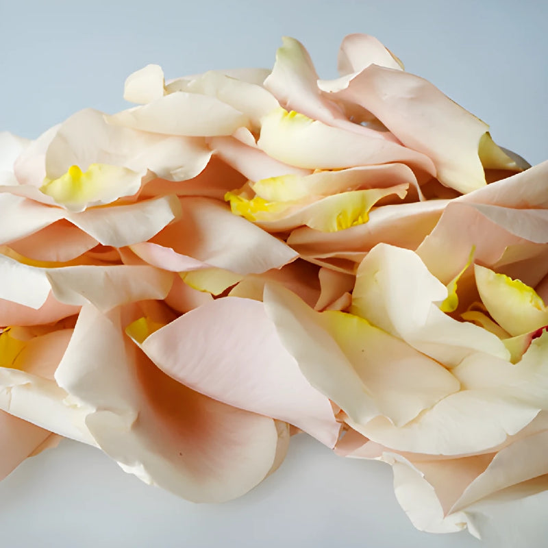 Buy Dried Rose Petals Sandy