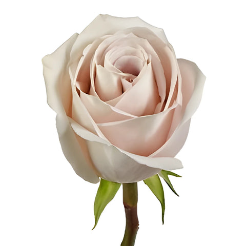 Blushing Beige Rose