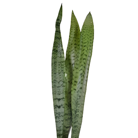 Sanseveria Tropical Greens