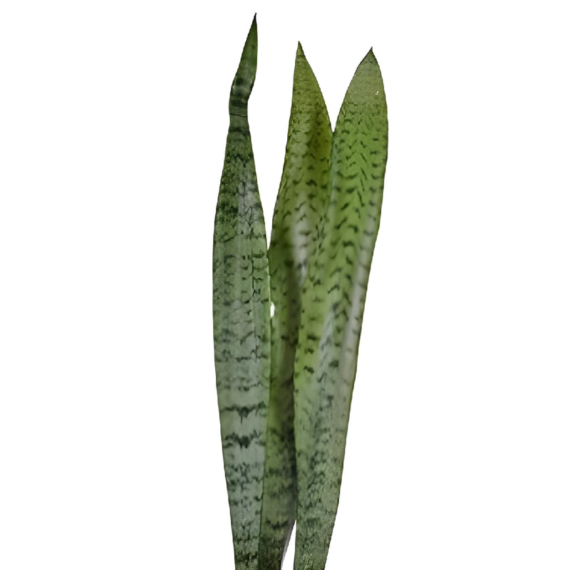 Sanseveria Tropical Greens