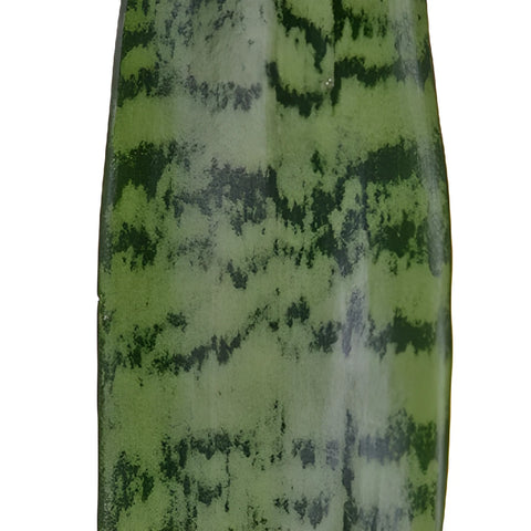 Sanseveria Tropical Greens