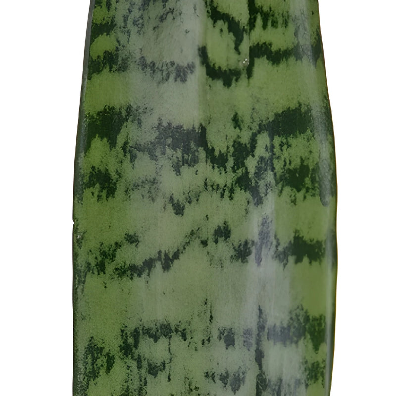 Sanseveria Tropical Greens