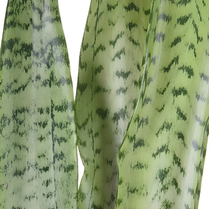 Sanseveria Tropical Greens