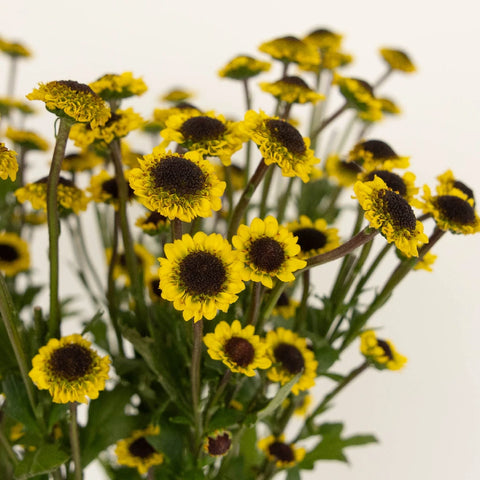 Santini Girasol Close Up - Image