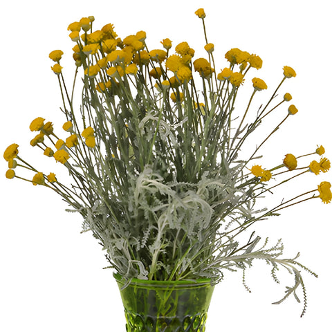 Yellow Santolina Herb Filler Flower
