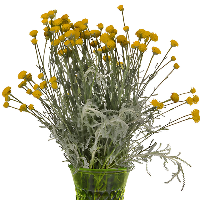 Yellow Santolina Herb Filler Flower