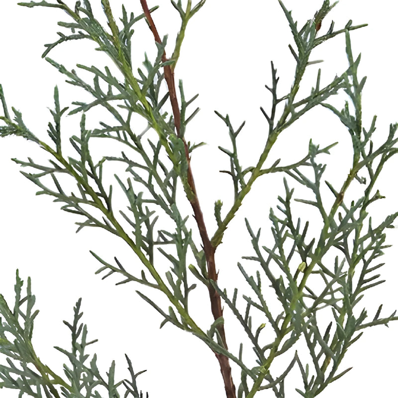 Carolina Sapphire Cypress Greenery