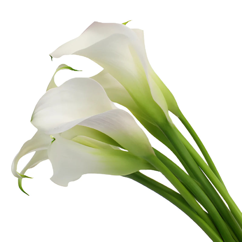 Blush Mini Calla Lily Flower