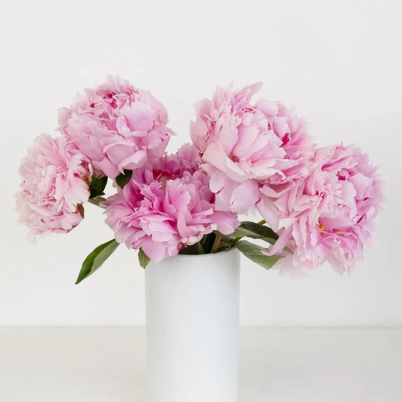 Sarah Bernhardt Pink Peonies For July Delivery Vase - Image