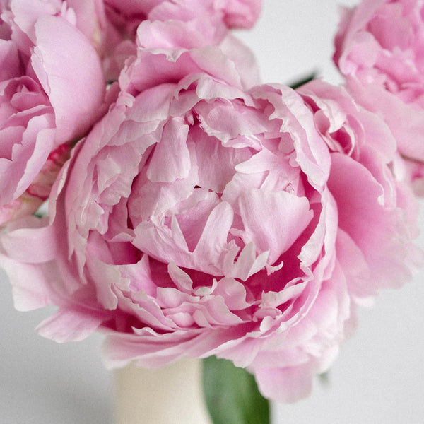 Buy Wholesale Sarah Bernhardt Pink Peony Flower August Delivery in