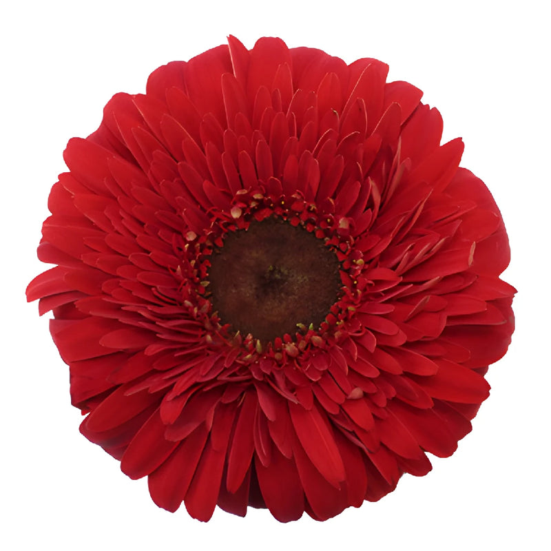 Bright Red Gerrondo Gerber Daisy Flowers