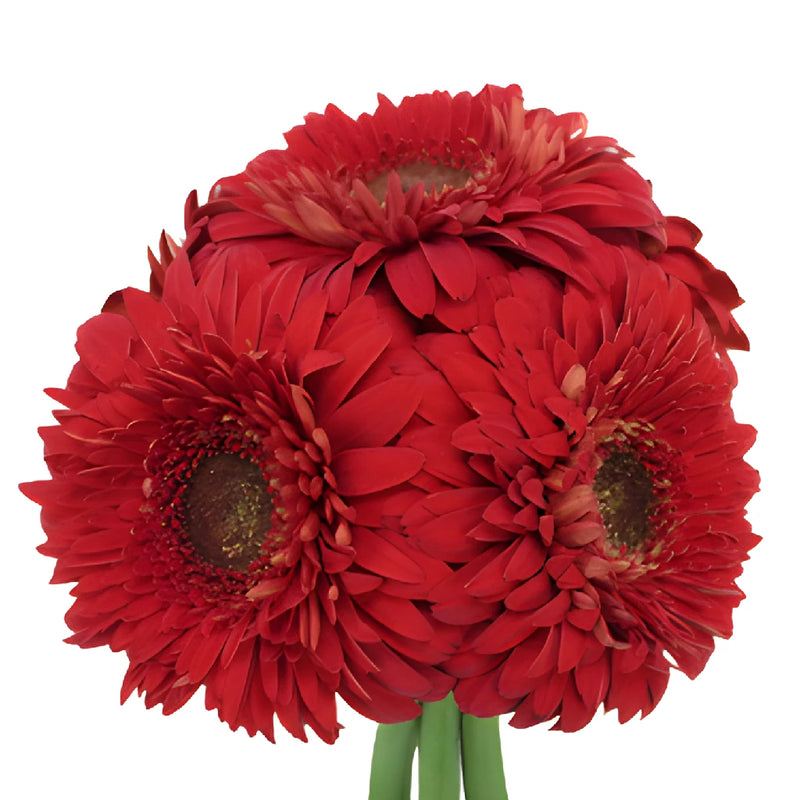 Bright Red Gerrondo Gerber Daisy Flowers