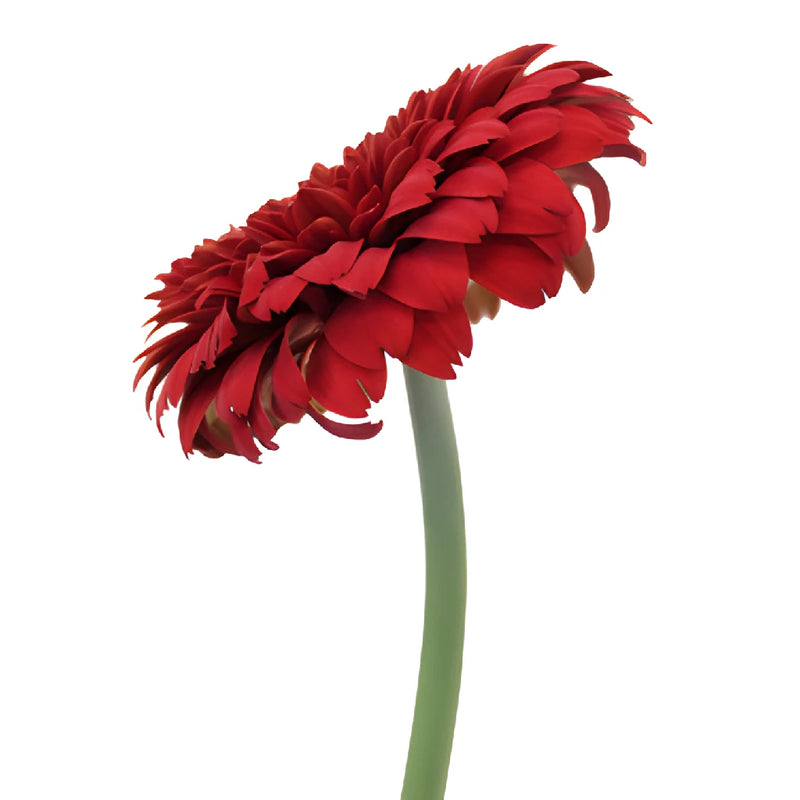 Bright Red Gerrondo Gerber Daisy Flowers