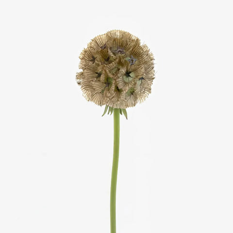 Scabiosa Pods Filler Flower Stem - Image