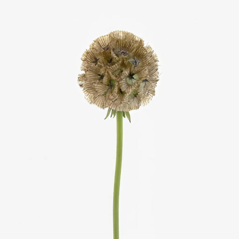 Scabiosa Pods Filler Flower Stem - Image