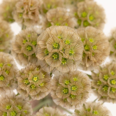 Scabiosa Pods Filler Flower Close Up - Image