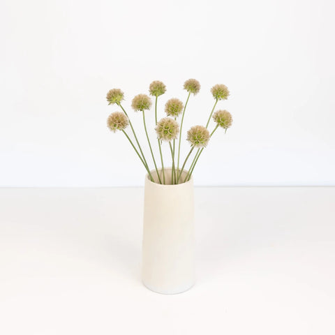 Scabiosa Pods Filler Flower Stem - Image