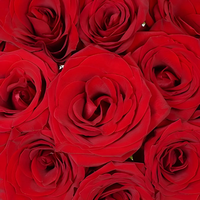 Love Song Red Rose