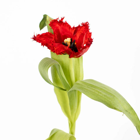 Scarlet Frill Wedding Tulip Close Up - Image