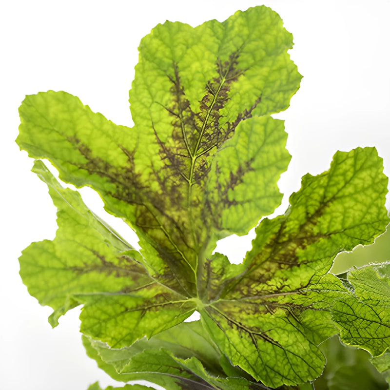 Scented Geranium Variegated Greenery