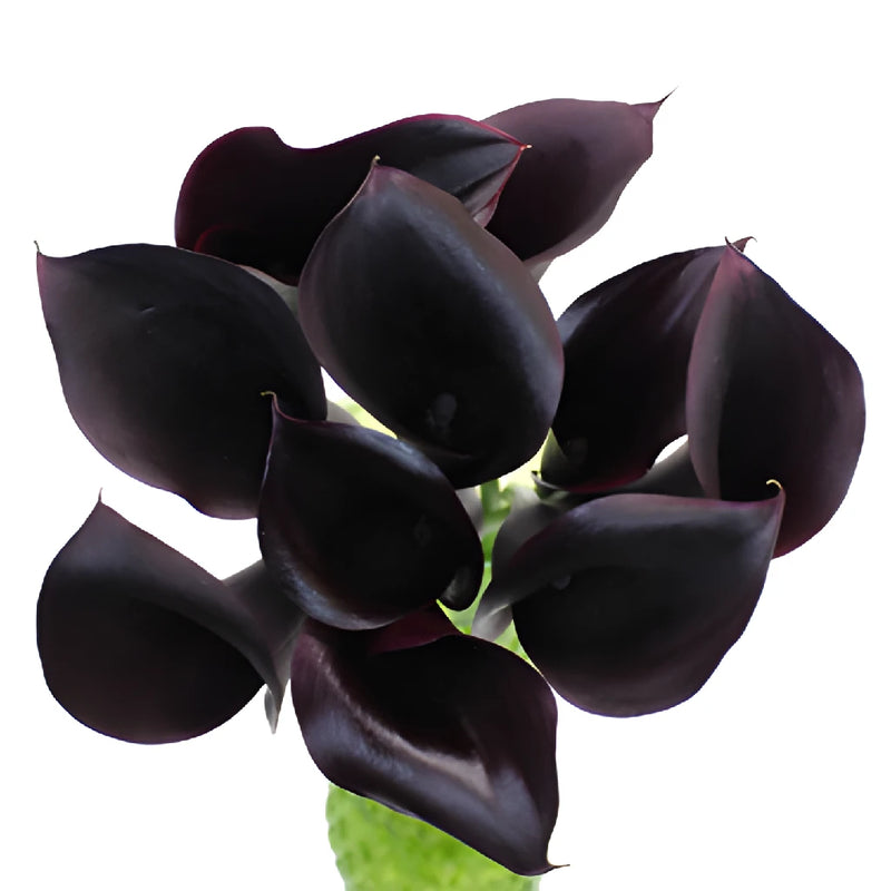 Midnight Plum Mini Calla Lily Flower