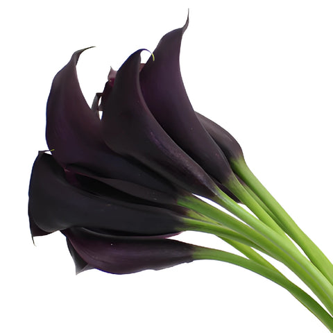Midnight Plum Mini Calla Lily Flower