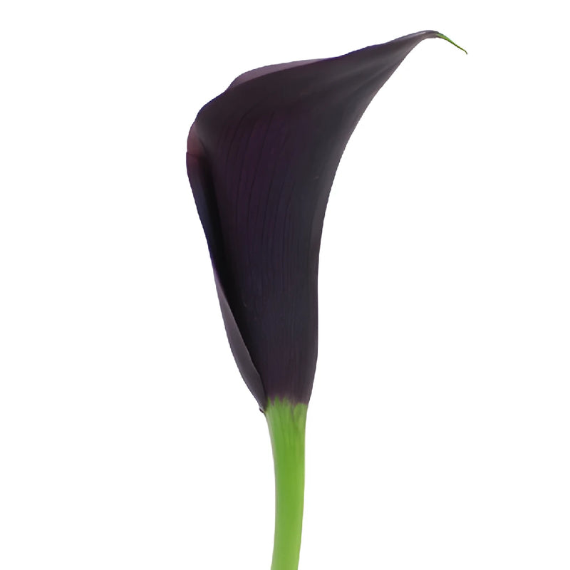 Midnight Plum Mini Calla Lily Flower