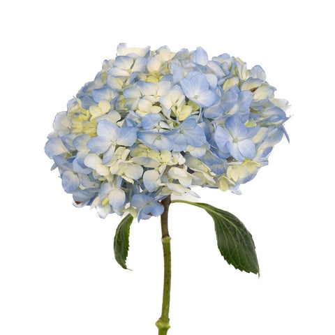 Sea Glass Blue Hydrangea Flower Stem - Image