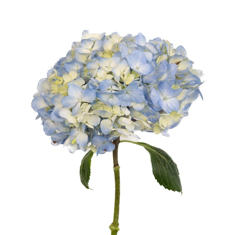 Sea Glass Blue Hydrangea Flower Stem - Image